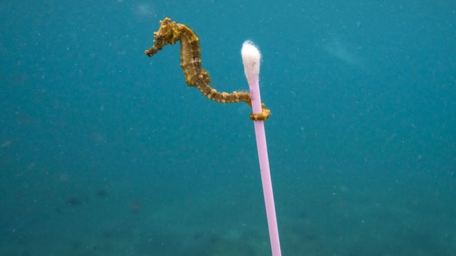 Wildlife Photographer of the Year 2017 finalists-It says it all